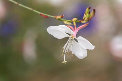 Gerhard Krieger: Blütenkelch der Prairiekerze